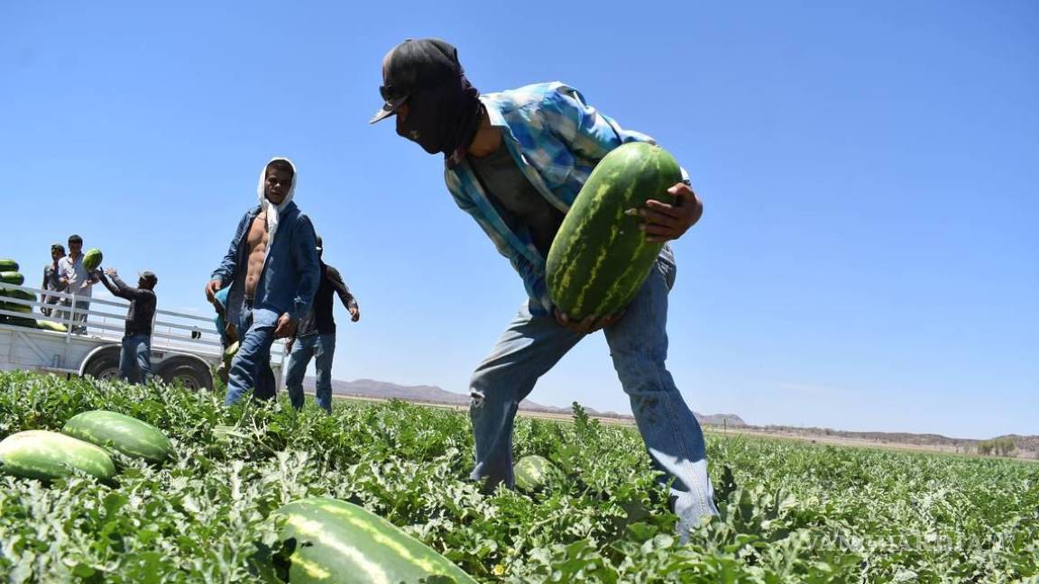 Tuvo Coahuila la peor caída en la exportación agrícola en el primer trimestre del 2024