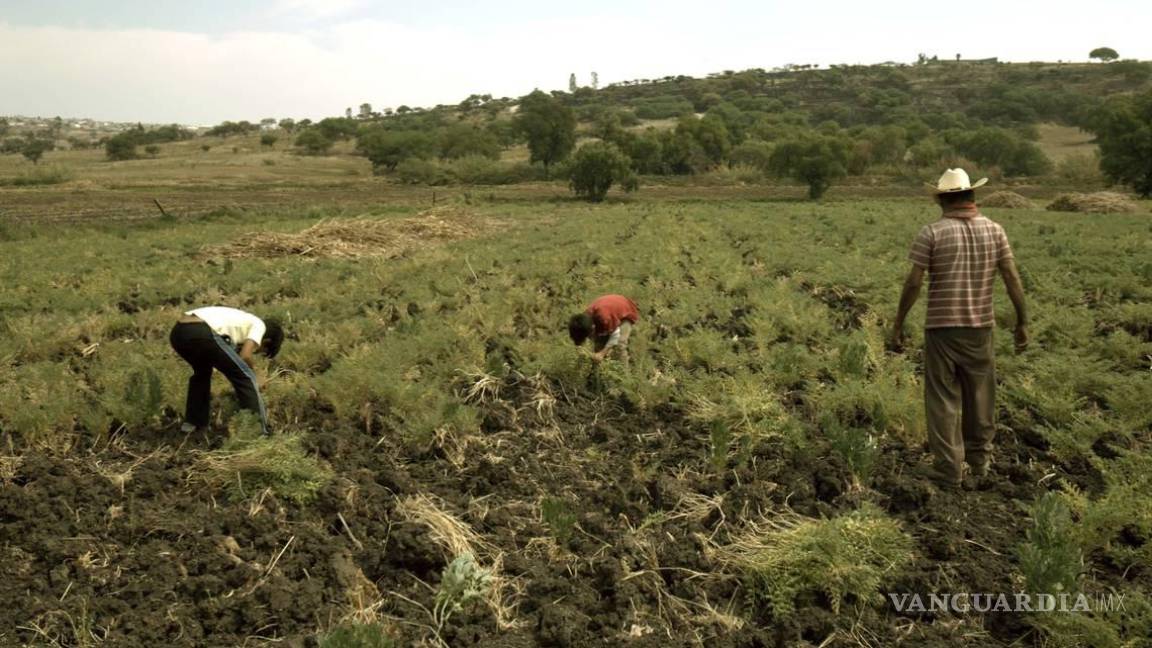 Abandonan el campo; se perdieron 308 mil empleos del sector rural en junio