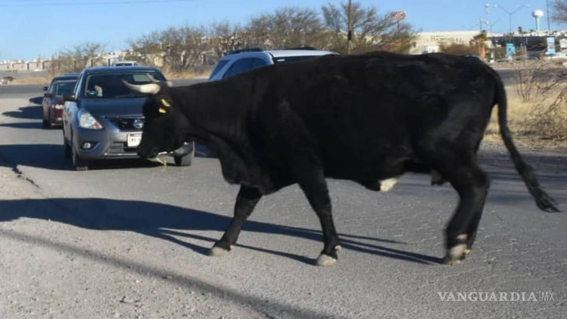 En Acuña van por dueños de ganado que pasta en vía pública; si no aparecen, animales serán subastados