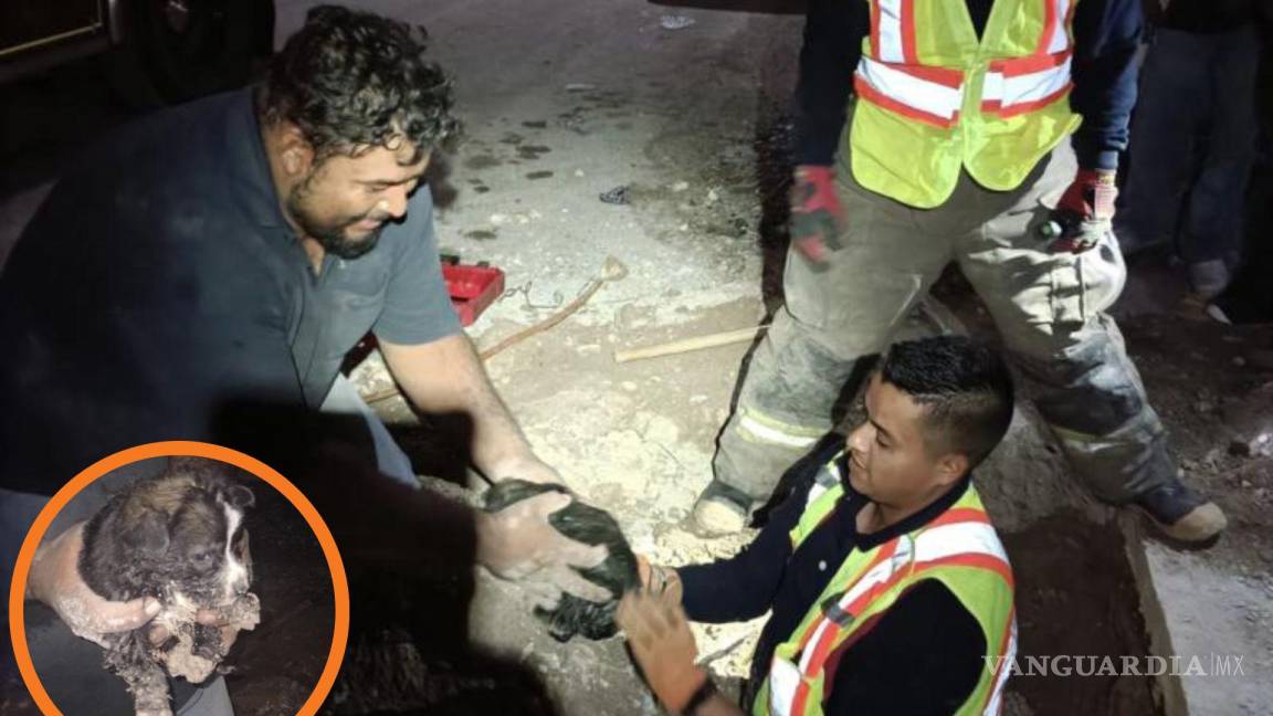 Rescatan Bomberos De Saltillo A Perrito ‘bebé’ Atrapado En Alcantarilla