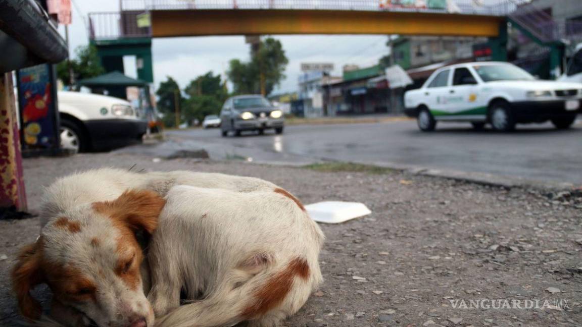 Insiste Morena Coahuila: pide cárcel hasta por tres años y multa de 500 días por abandono animal