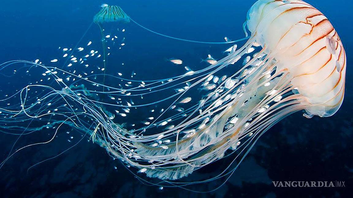 $!El top 10 de los animales más letales del mundo... el número 1 te sorprenderá