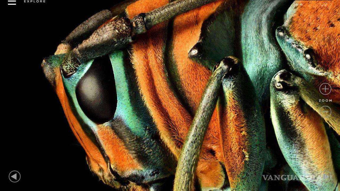 $!La exposición Insecta presenta imágenes de insectos con un nivel de detalle impresionante, capturados con hasta 10 mil tomas por el fotógrafo británico Levon Biss.