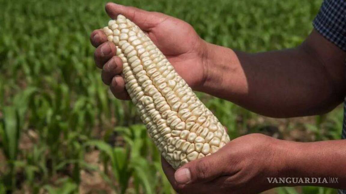 México se dice ‘preparado’ para defenderse en panel de T-MEC por maíz transgénico