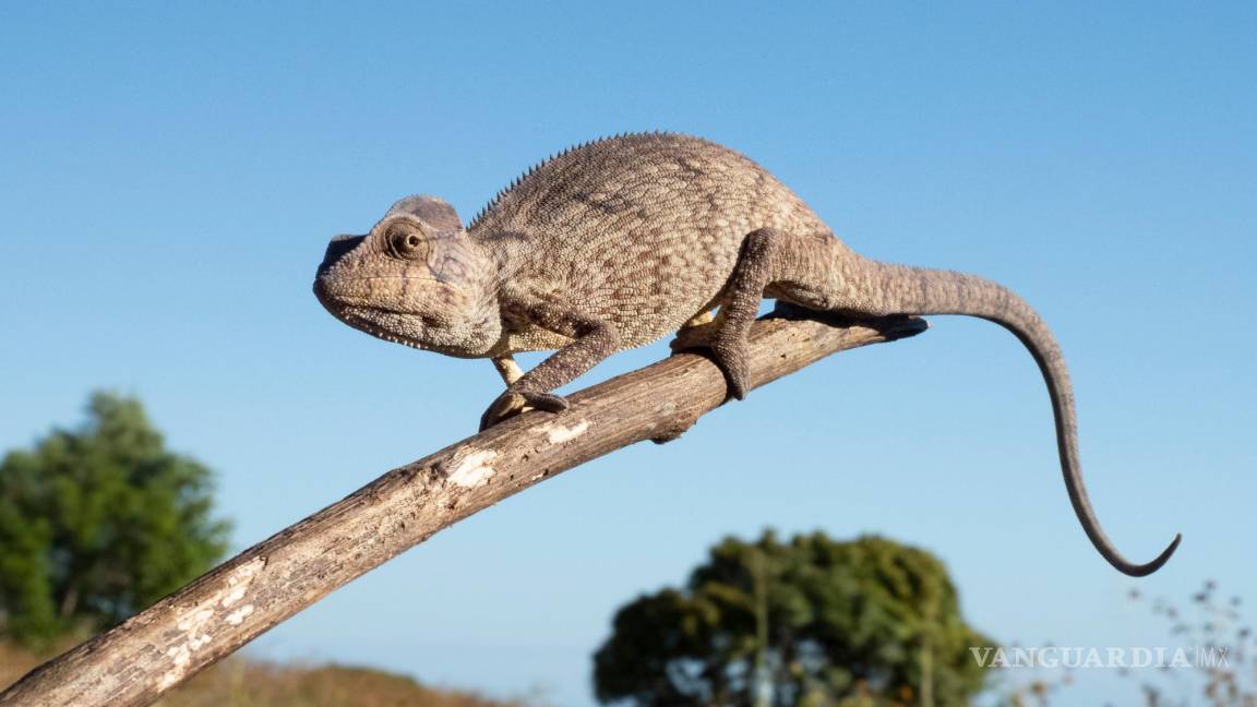 $!Imagen de un camaleón oustaleti.