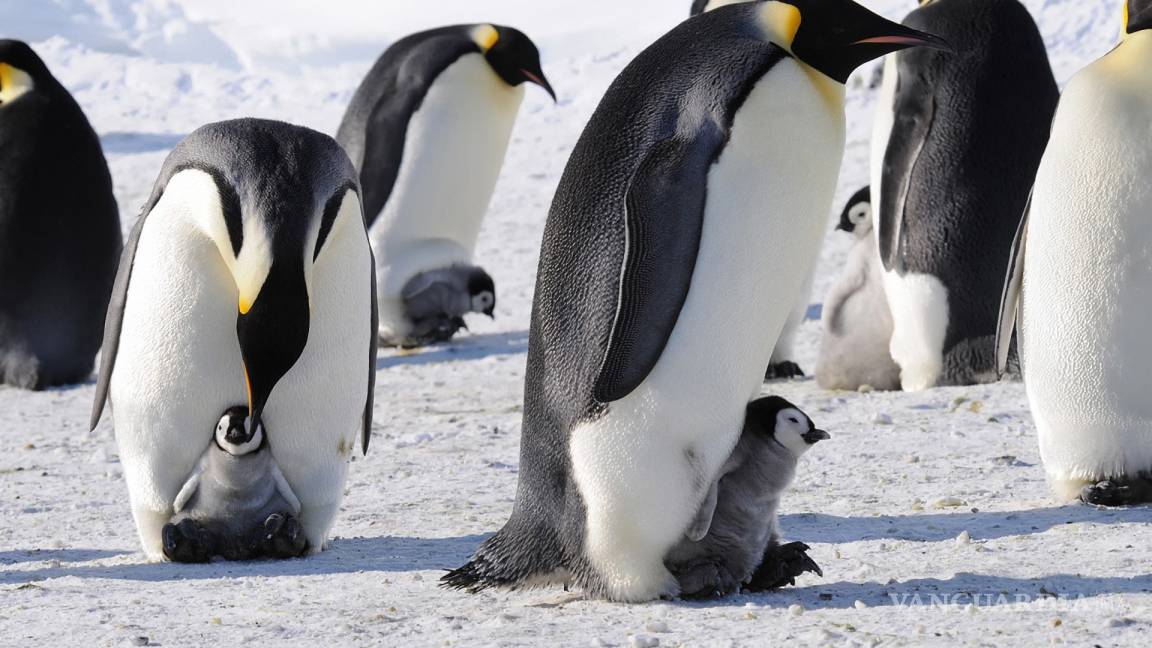 El cambio climático amenaza a pingüinos de la Antártida, advierten especialistas