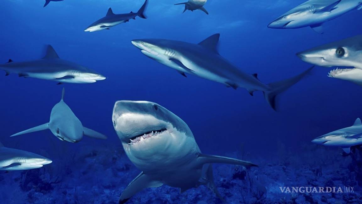 Estudio evidencia de qué especies se nutre el comercio de aletas de tiburón