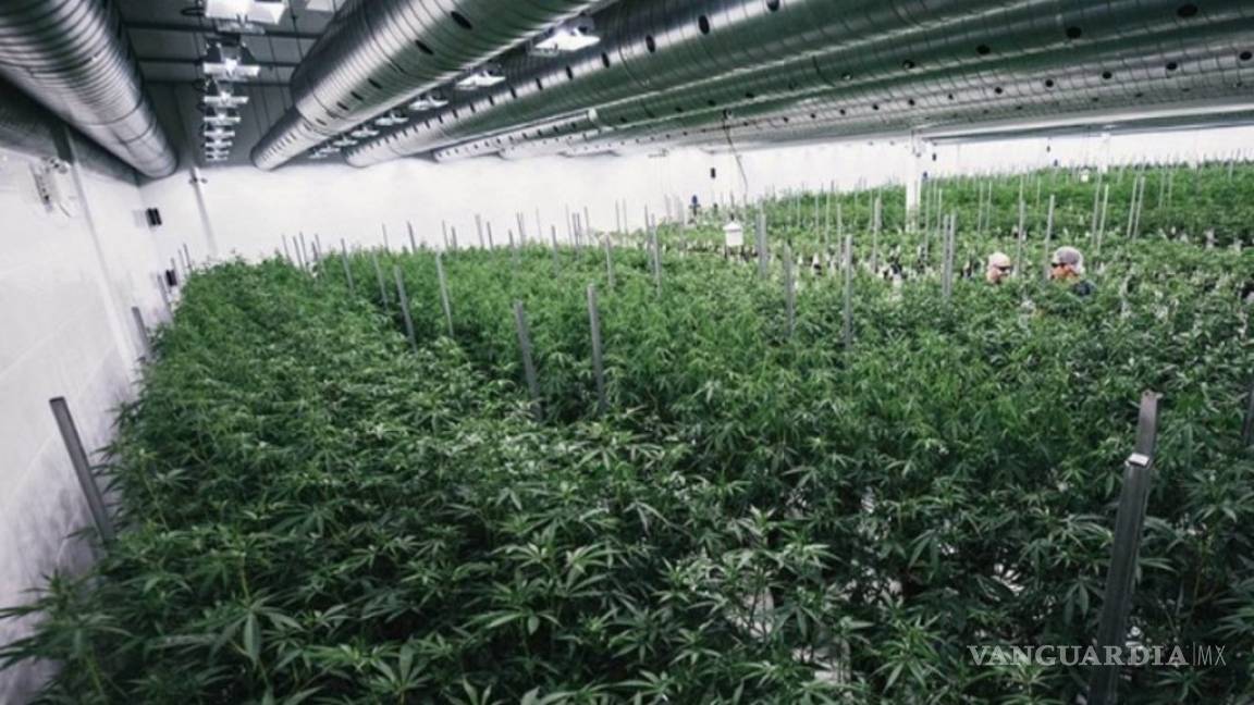 Canopy Growth, la compañía que apuesta por la mariguana legal