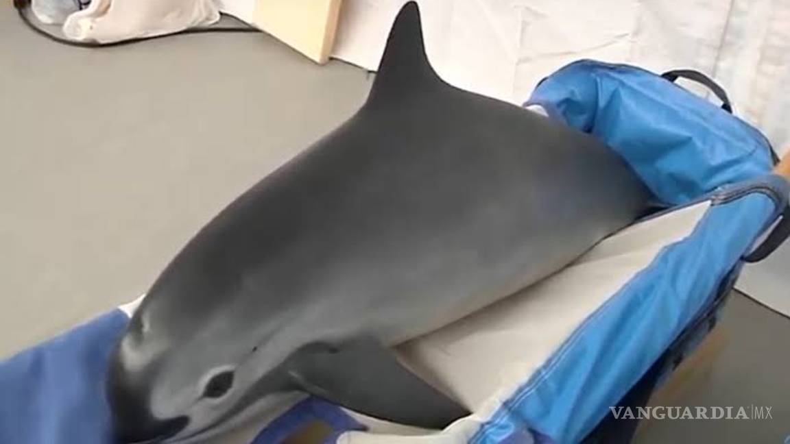 $!Estiman que quedan de seis a 19 ejemplares de vaquita marina