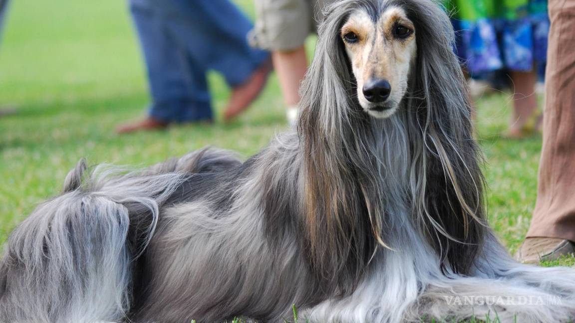 $!Los peores perros para los niños (parte 2)