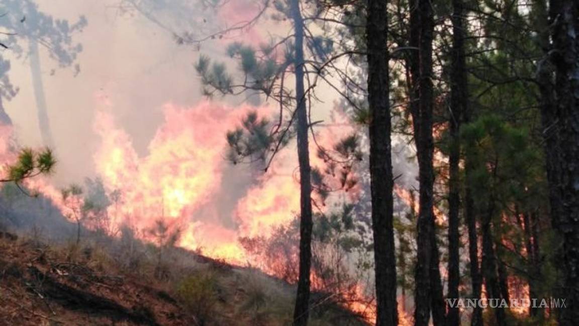 Incendio forestal, fuera de control en Veracruz