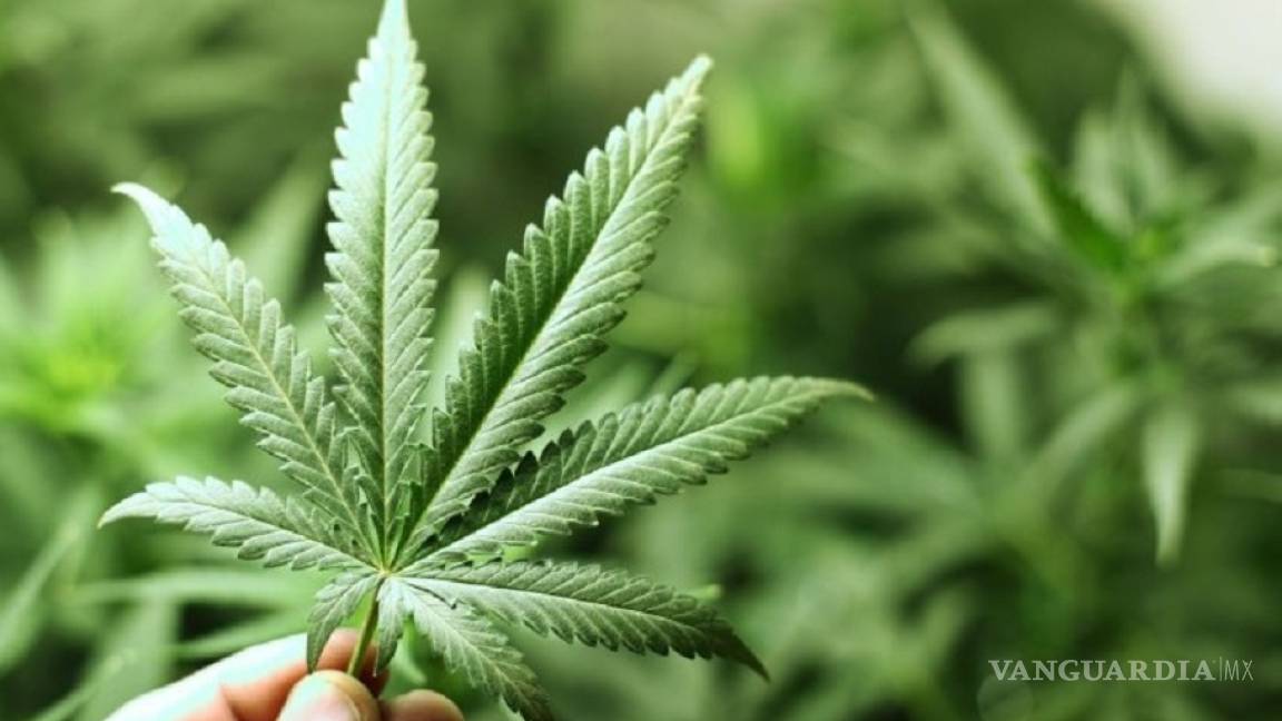 Francia autoriza experimentación de uso terapéutico de cannabis