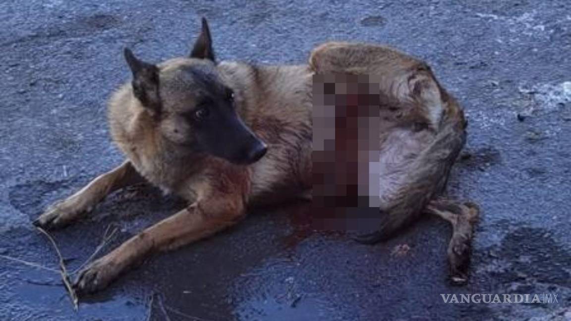 $!Laisha, de nueve meses, fue atropellada por un taxista que se dio a la fuga.