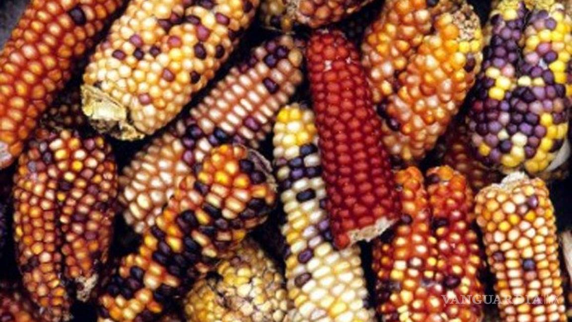 Sin cabida, el maíz transgénico en México: Semarnat