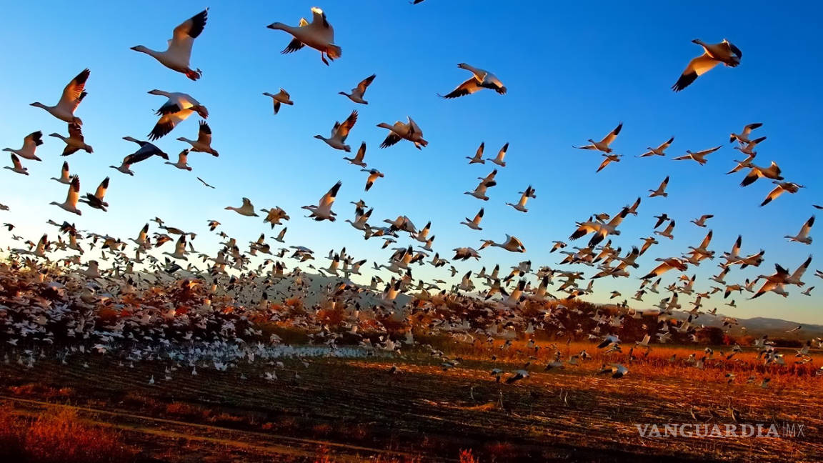 Salud de ecosistemas costeros, vital para aves migratorias