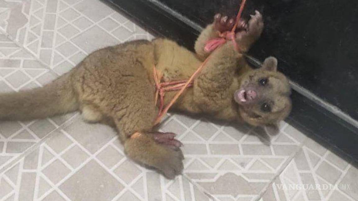 $!Maltratan a pariente de los mapaches, creían que era un nahual