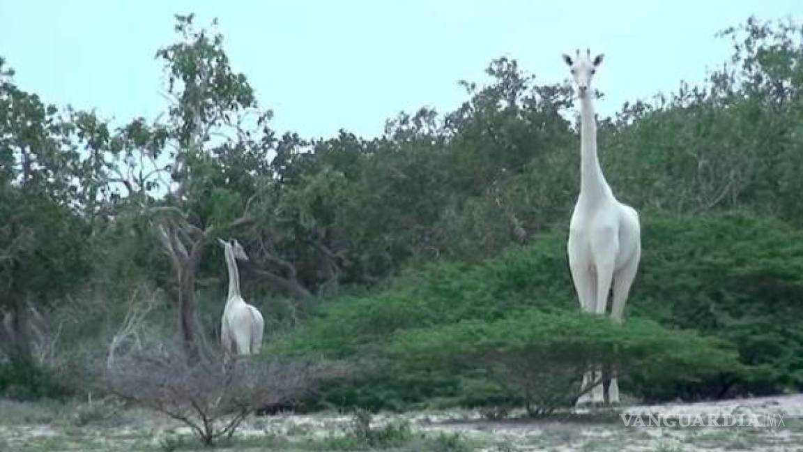 Captan a 2 jirafas blancas en parque de Kenia