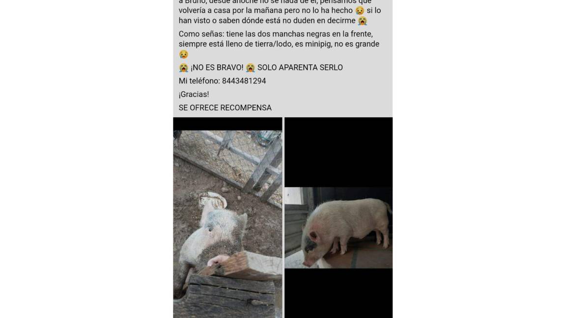 $!Reporte de búsqueda de Bruno en grupos de Facebook.