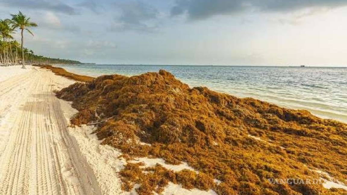 Lanzan ambientalistas un SOS por recale masivo de sargazo en Quintana Roo