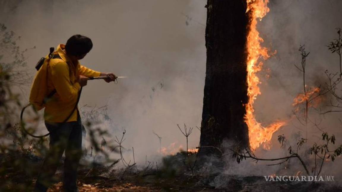 Incendio acabó con 100 hectáreas de Biosfera de la Mariposa Monarca