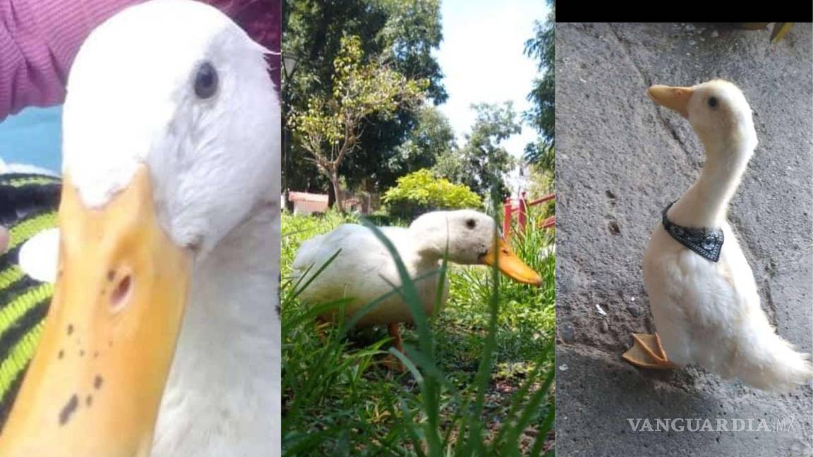 ¡Buscan a ‘Plumas’! Se extravía patito cerca de parque Chapulín, Saltillo