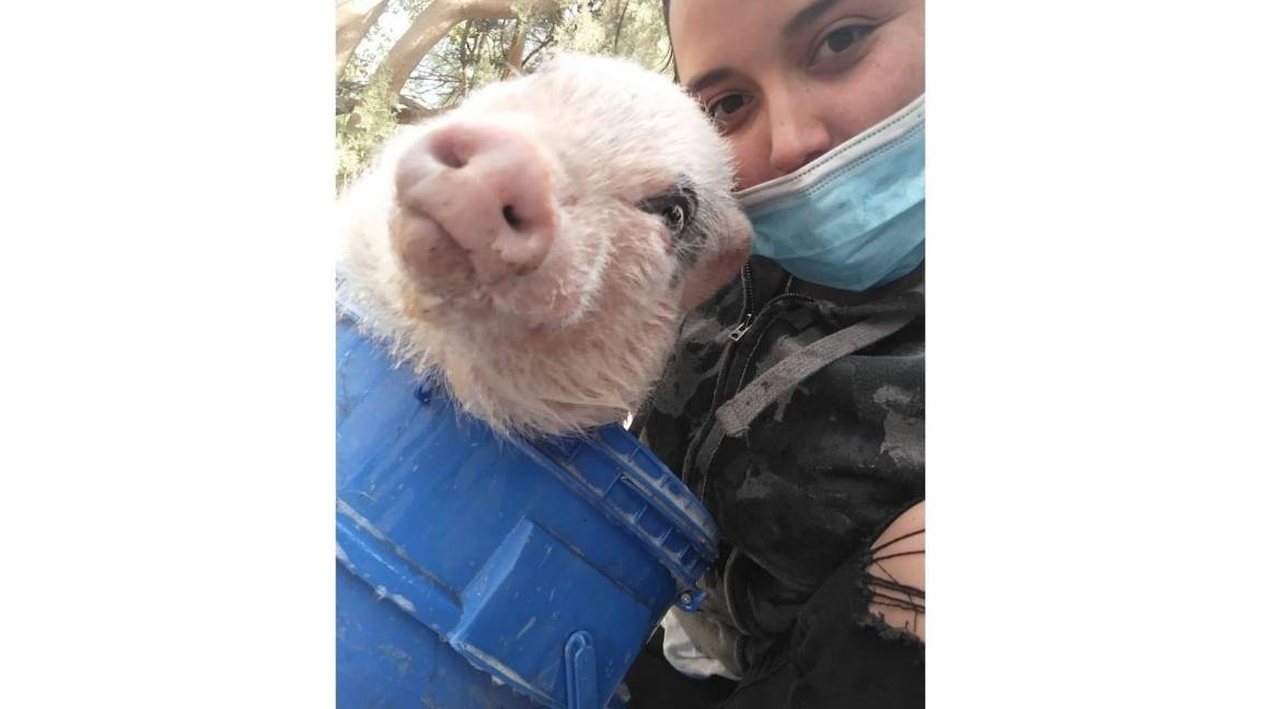 $!Bruno es un cerdito que vive en Arteaga con su dueña, Natalia Valdés y su familia.