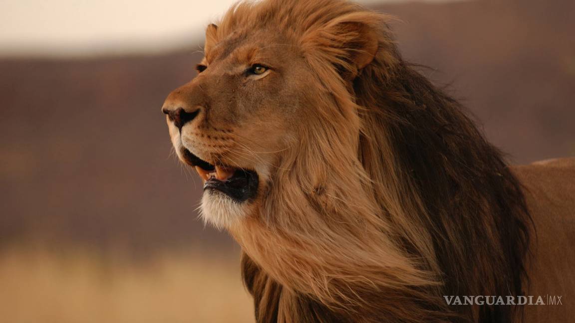 Dubai: logran capturar a león que merodeaba por las calles
