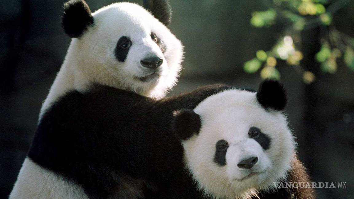 Con heces de pandas crearán papel higiénico