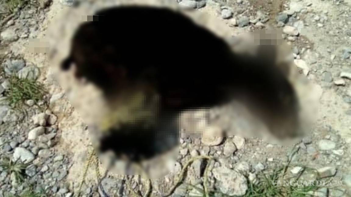 $!De acuerdo con el comunicado, la osezna fue capturada por los habitantes de la comunidad.