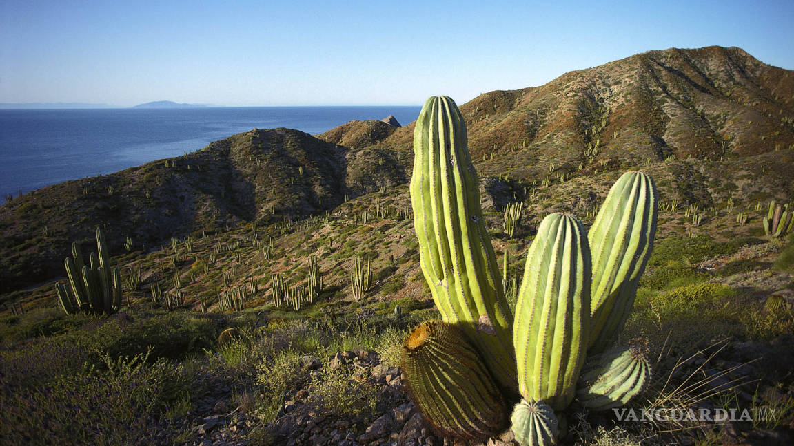 En peligro de extinción más de 30 especies de cactus en el mundo