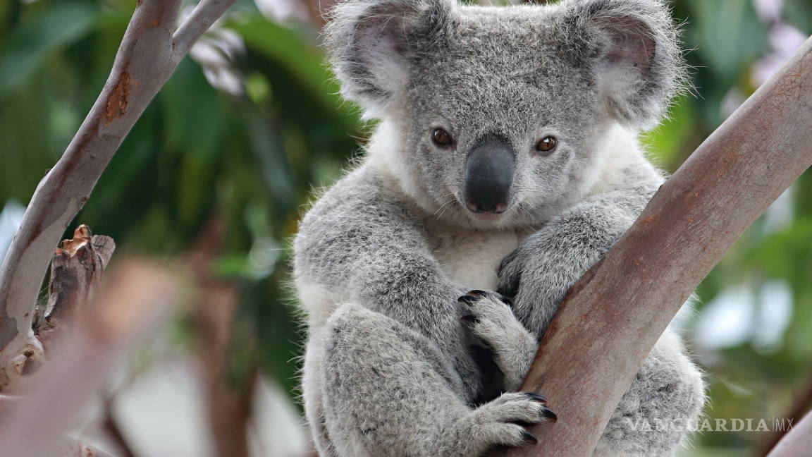 Peligra el koala, puede desaparecer de algunos parajes del este de Australia