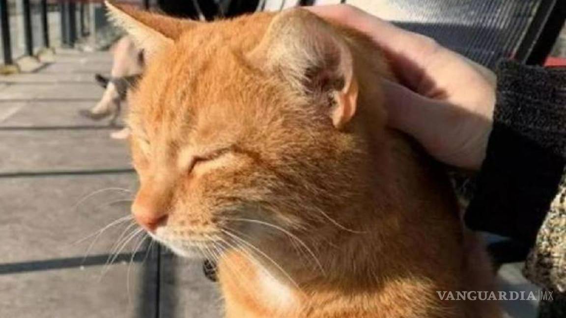 $!Aseguran que el felino Brammetje (pequeño Bram, en neerlandés) “era el gato de todos. ¡Él siempre estaba ahí!”