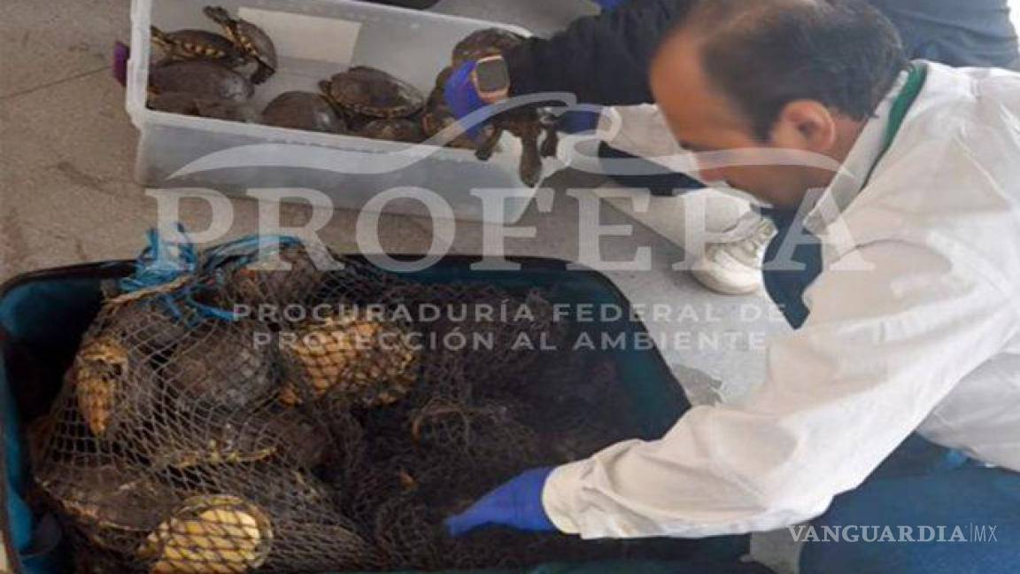 Profepa recupera 261 animales silvestres ocultos en maletas de viaje