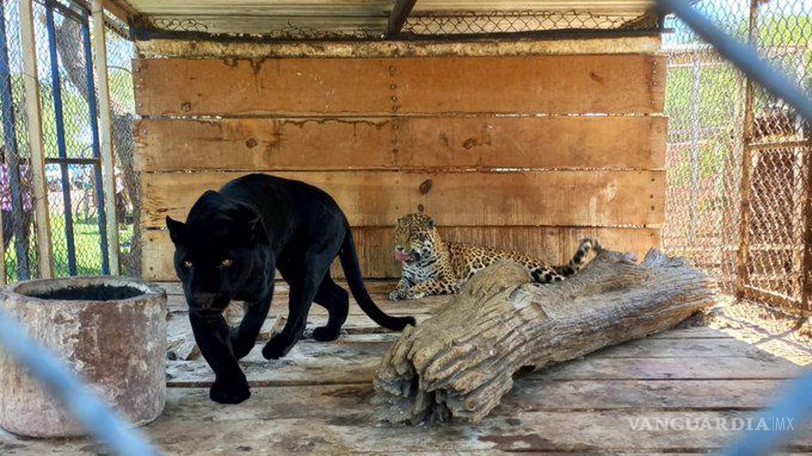 $!El tráfico ilegal de ejemplares de fauna silvestre es castigado con una pena de uno a nueve años de prisión