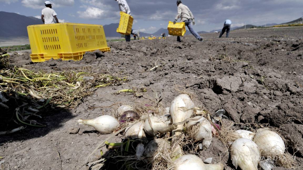 Propone Secretaría del Trabajo de Coahuila 'empadronar' a trabajadores agrícolas