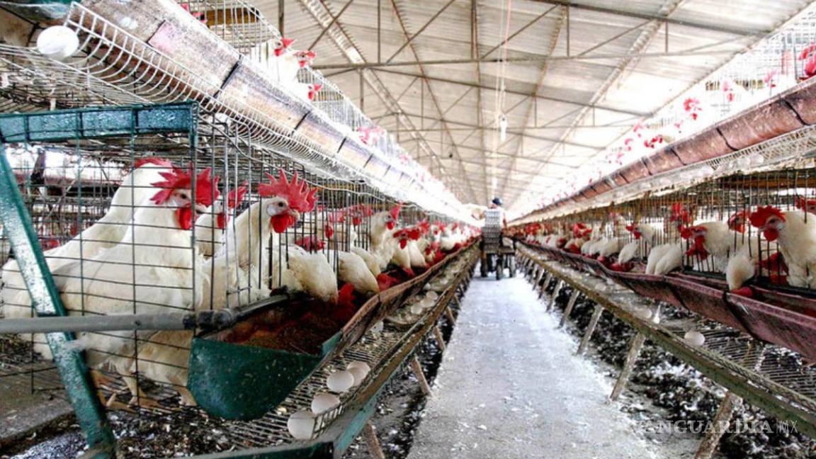 Gripe aviar no es riesgosa para los humanos: Sader
