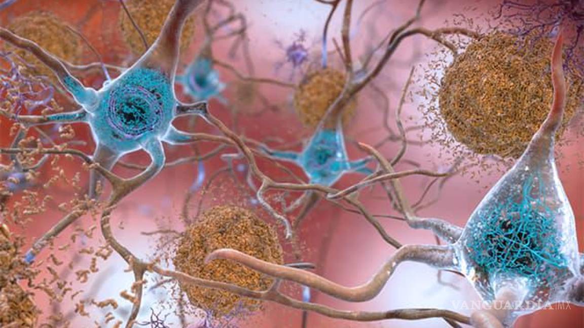 $!Para comprender la eficacia de los trasplantes neuronales en la formación de nuevas conexiones en cerebros con LCT, el equipo causó lesiones cerebrales en las cortezas visuales primarias de ratones adultos.