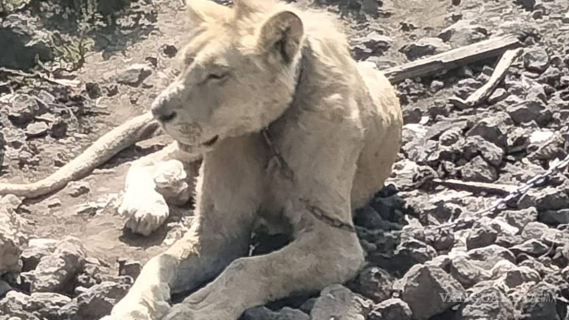 Rescatan a un león en Chalco, estaba desnutrido y abandonado