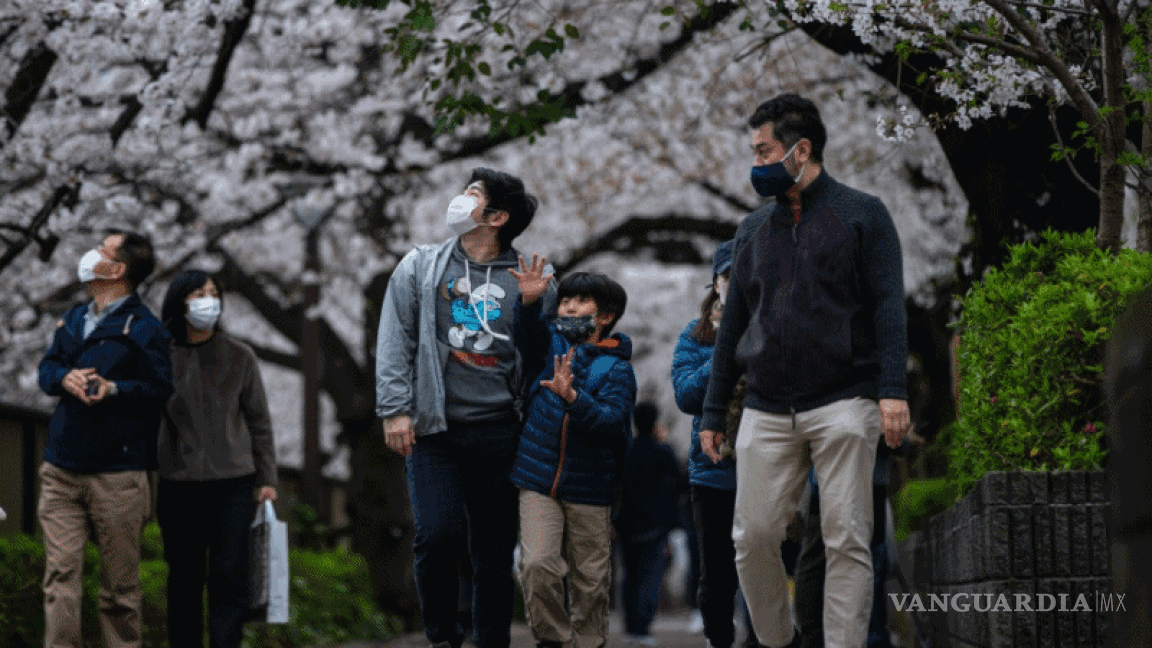 $!Rápida floración de los cerezos bate récords en Japón, creen que es por el cambio climático