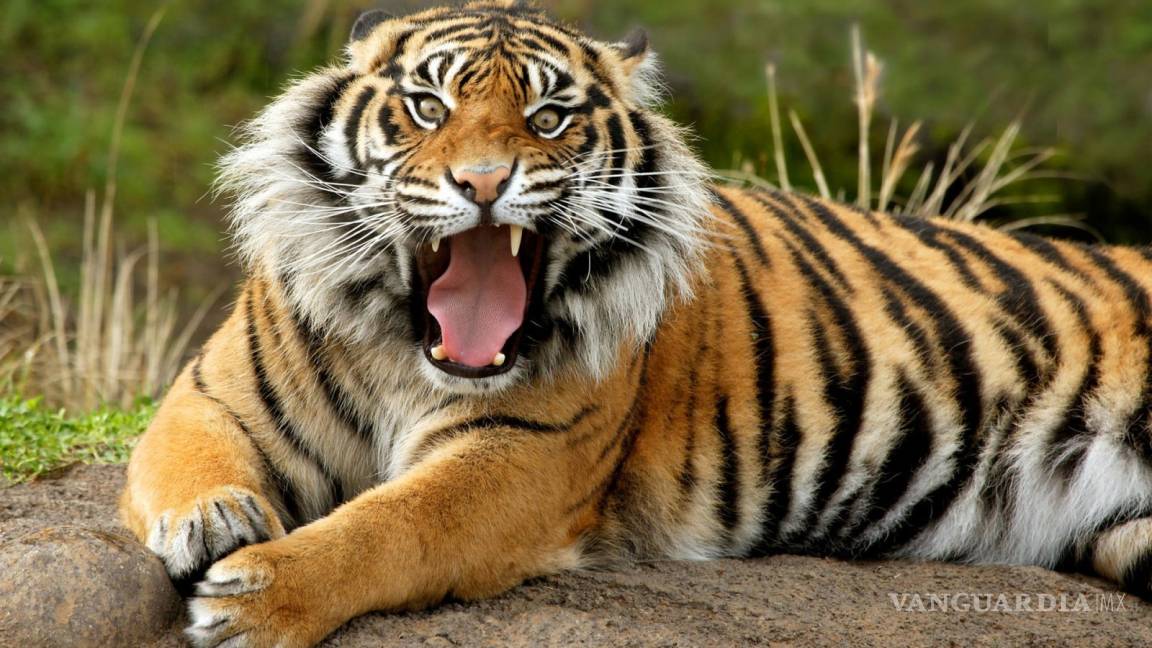 Buscan en Campeche a tigre de Bengala perdido desde noviembre