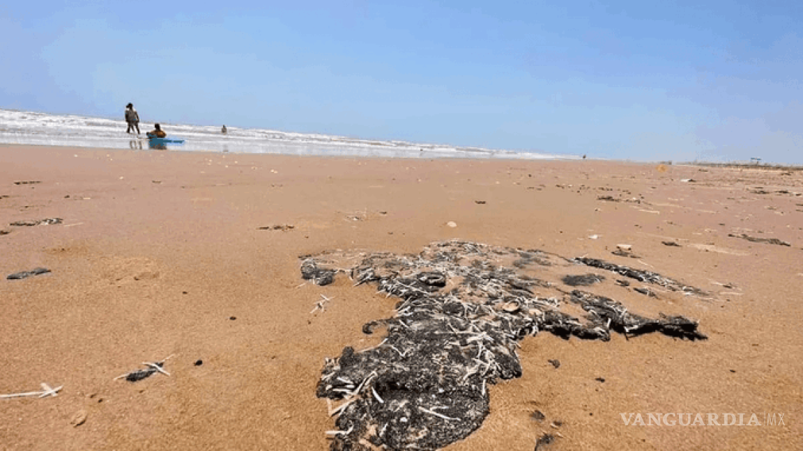 Aparece chapopote en playas de Veracruz, reportan muerte de animales