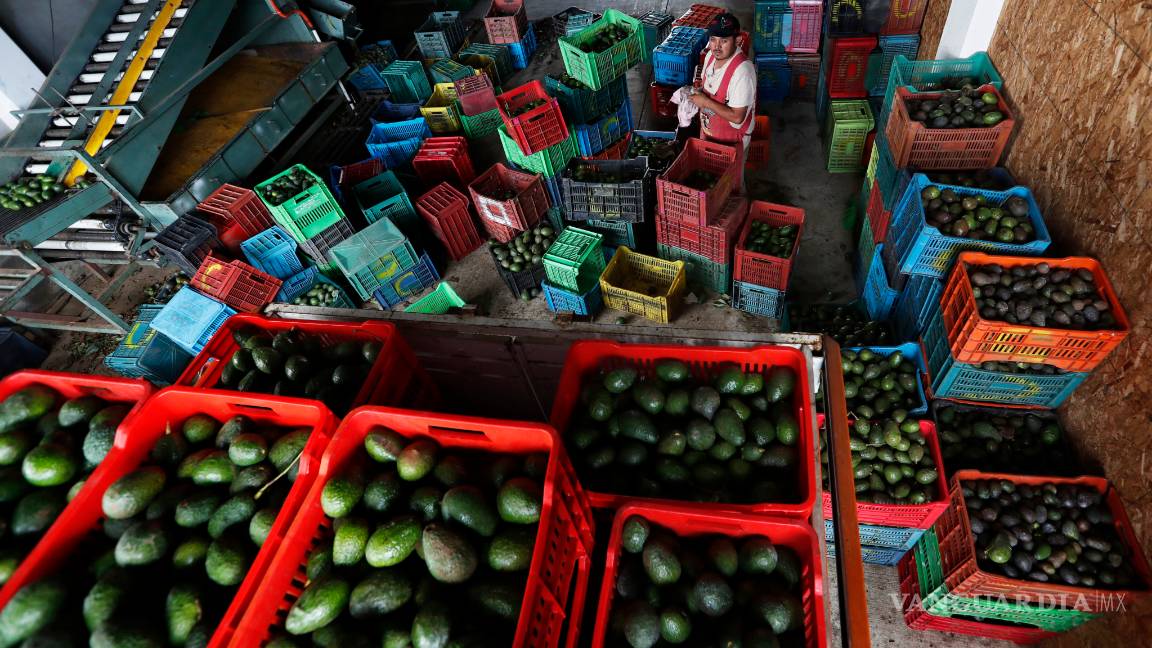 $!Producción de aguacates en México es un gran negocio, está amenazado por cárteles