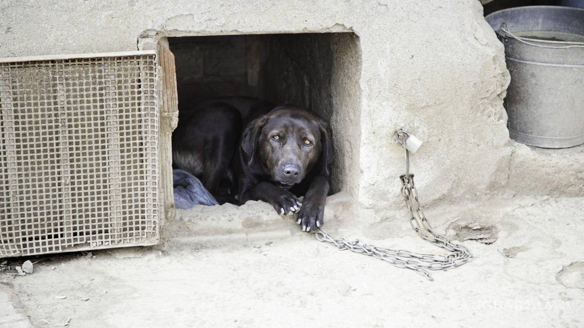 Coahuila: ¿Por qué algunas personas maltratan a los animales?