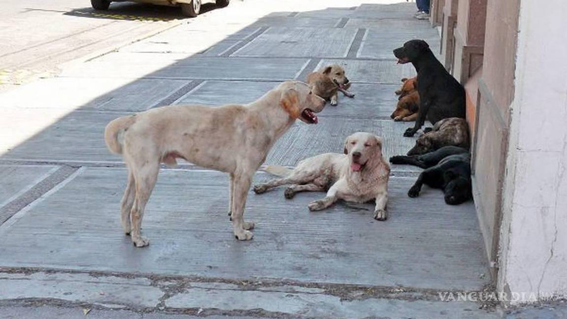 Turistas van y ‘tiran’ sus mascotas en Arteaga, señalan rescatistas
