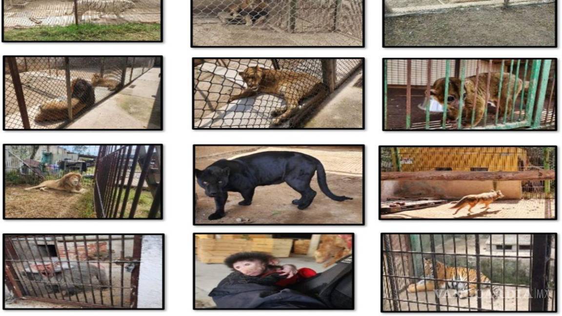 Caen 40 presuntos operadores del Cártel de Sinaloa en el Edomex; les aseguran 27 animales salvajes