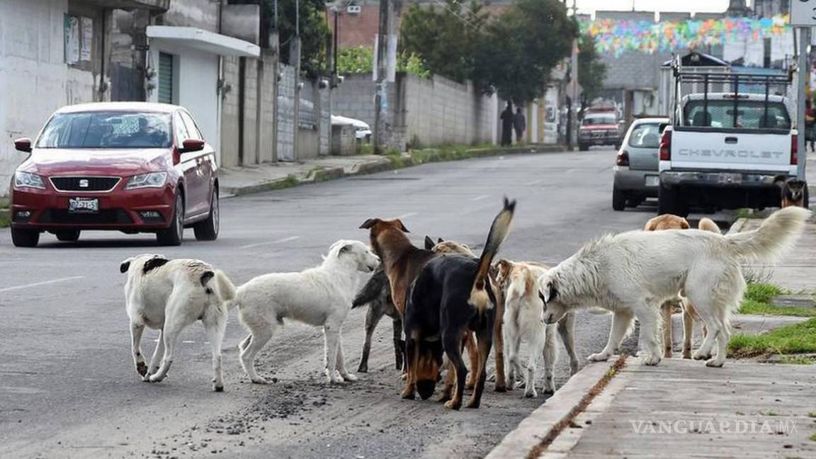 Castigarán con cárcel y multa el abandono de ‘seres sintientes’ en Coahuila