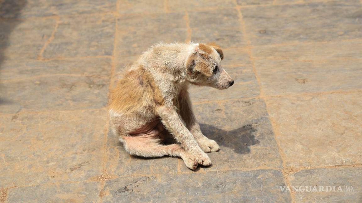 Violencia contra las mujeres alcanza a sus mascotas: Medio Ambiente de Coahuila