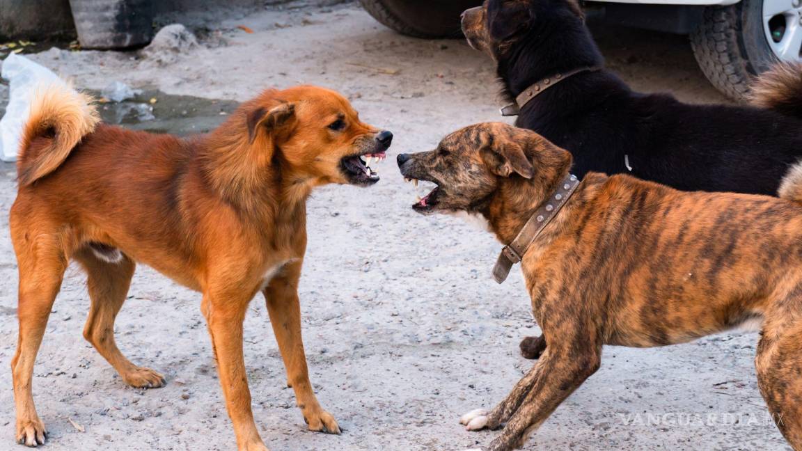 Perrito queda atrapado y es ‘aporreado’ por otro en colonia Latinoamericana de Saltillo
