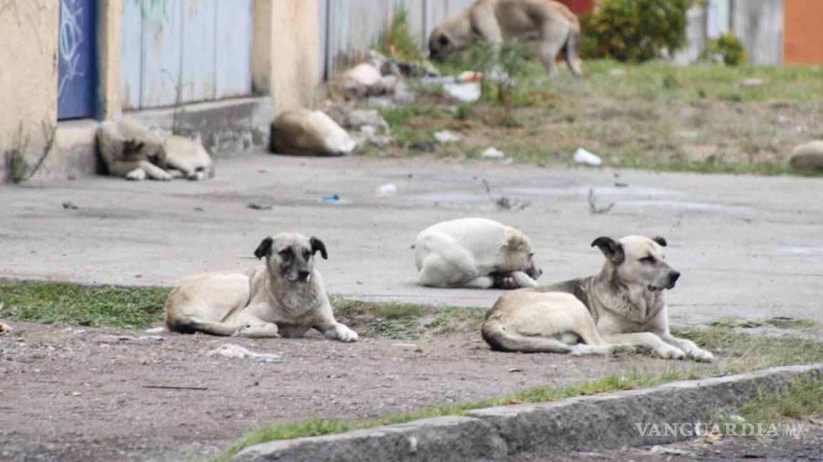 Alerta por riesgo de salud, hay en Coahuila 1.4 millones de perros callejeros