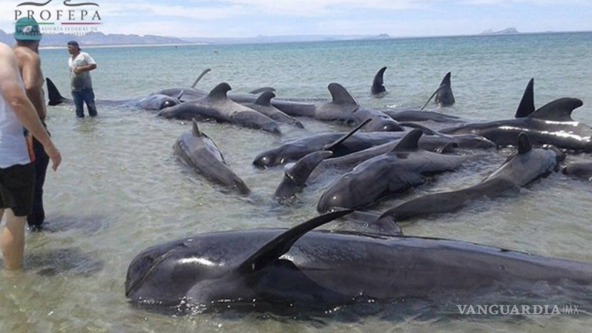 Mueren 24 ballenas que vararon por desorientación en Baja California